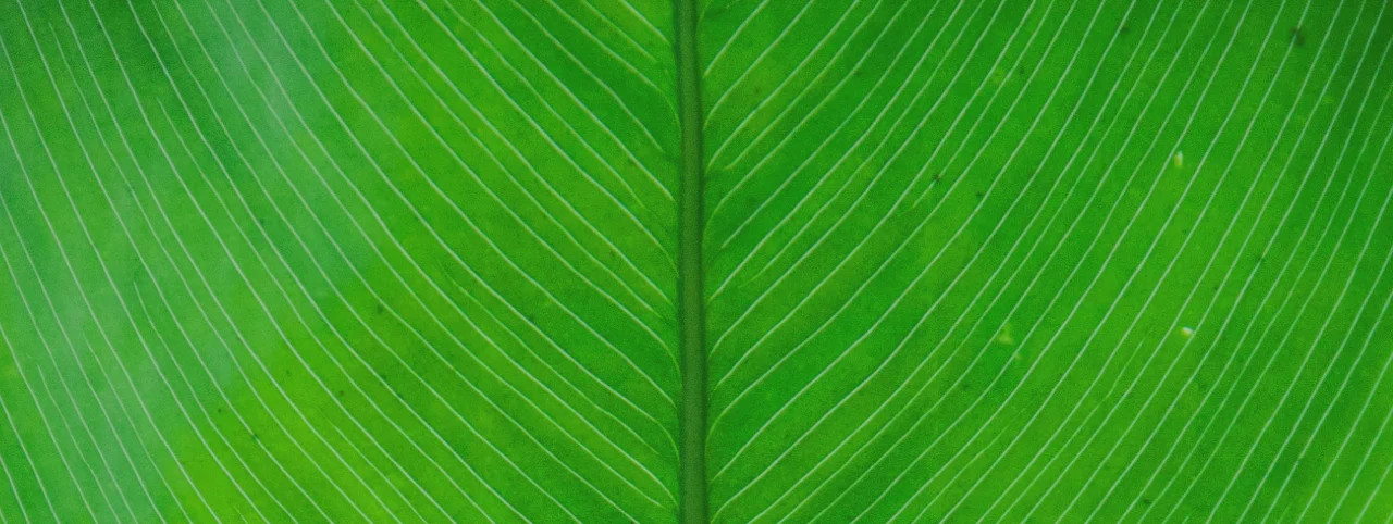 Closeup of a green leaf
